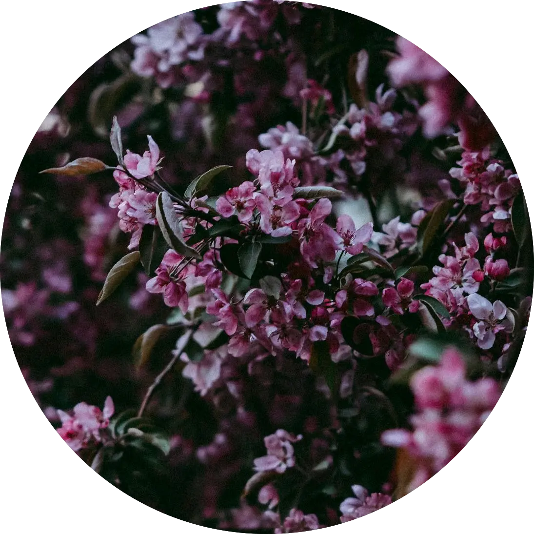 Textura de pétalos burgundi con sombra ligera