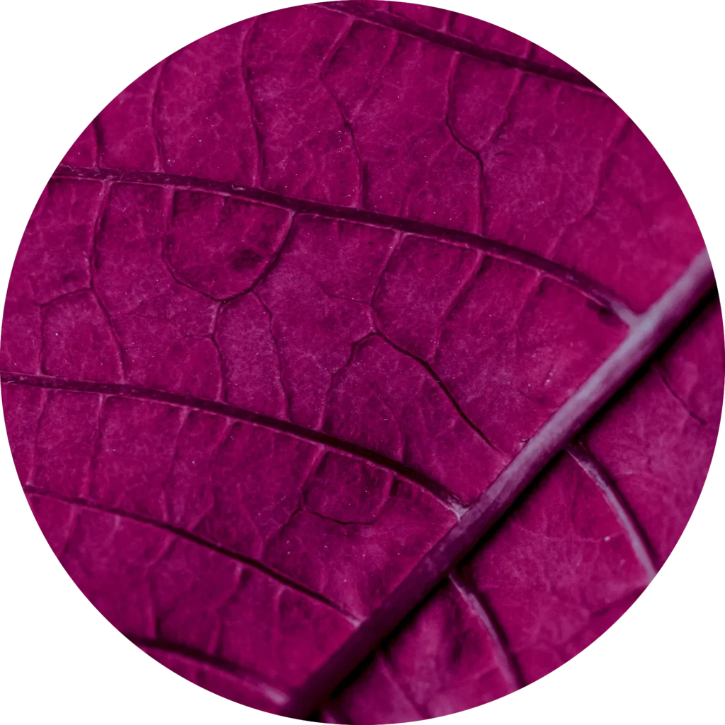Detalle de hoja burgundi con venas