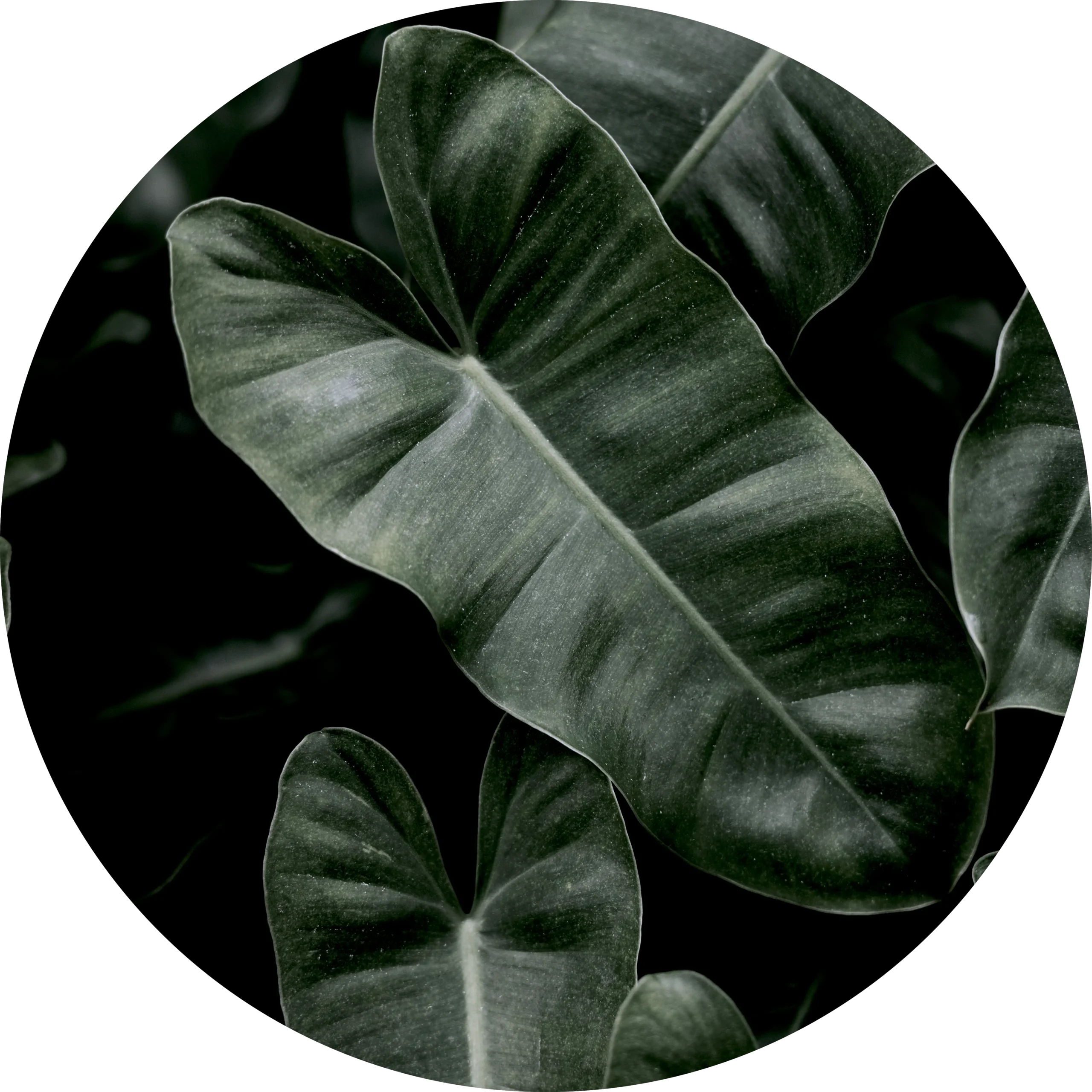 Planta tropical verde fondo profundo