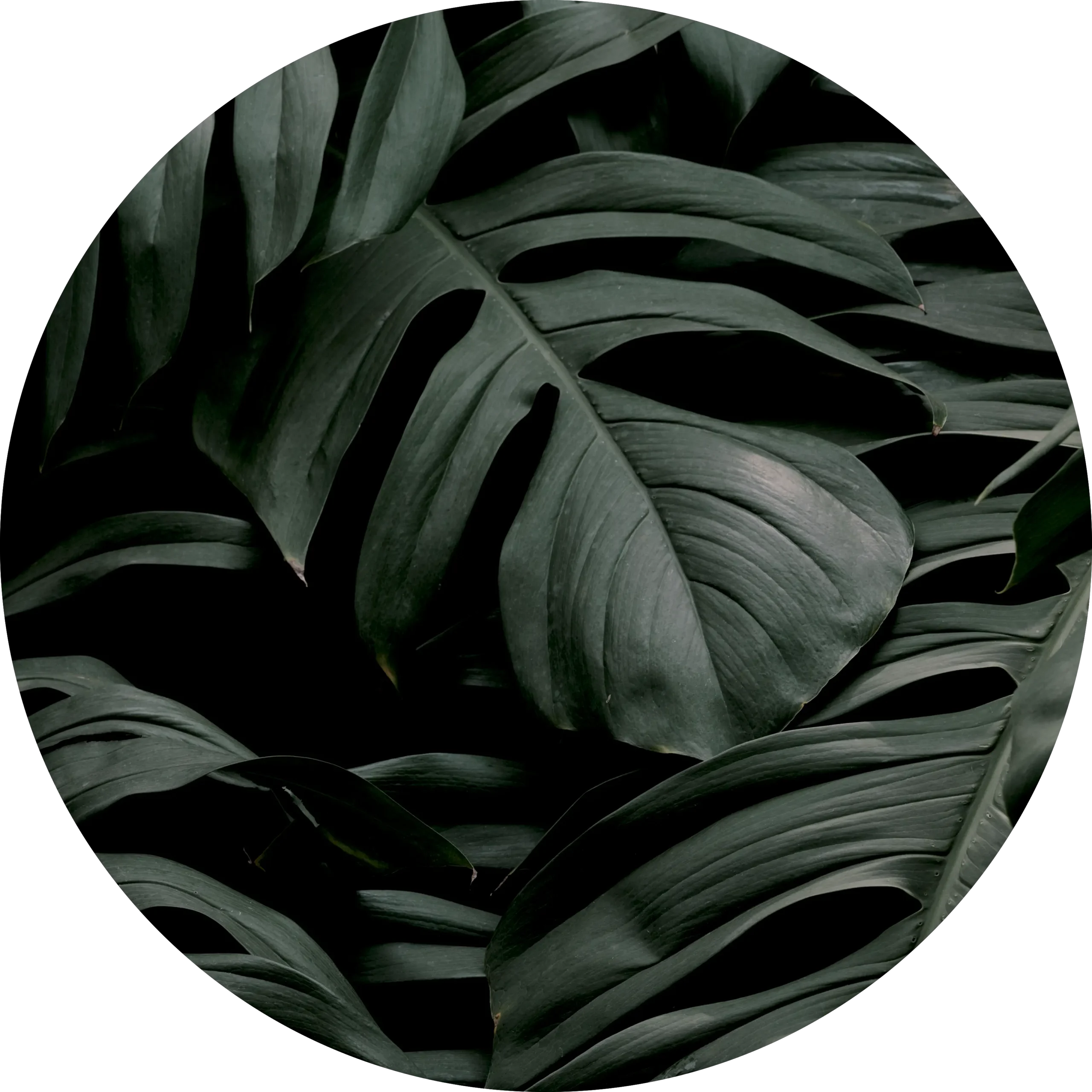 detalle de Planta tropical verde